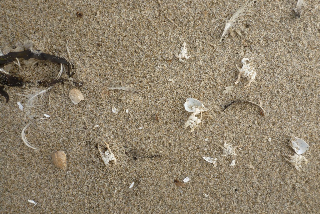 Molted Pacific mole crab Emerita analoga shells litter the sand.