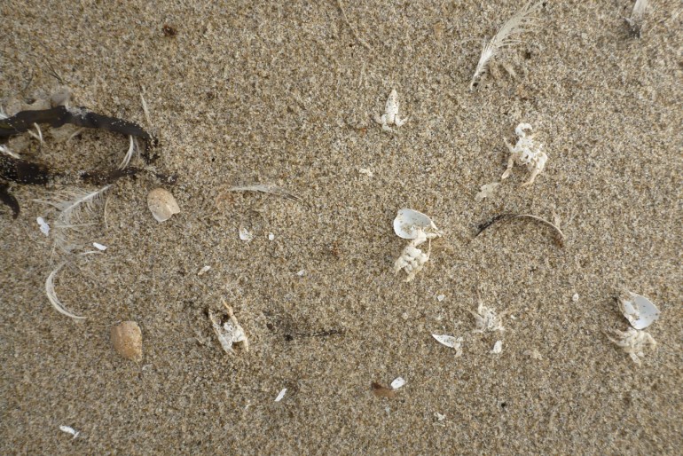 Molted Pacific mole crab shells Emerita analoga litter the sand.