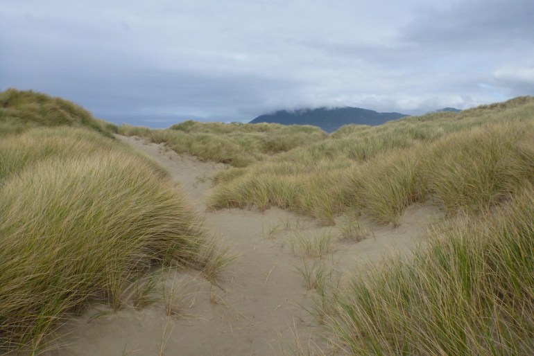 Foredune cloaked in a near monoculture of beachgrass Ammophila.