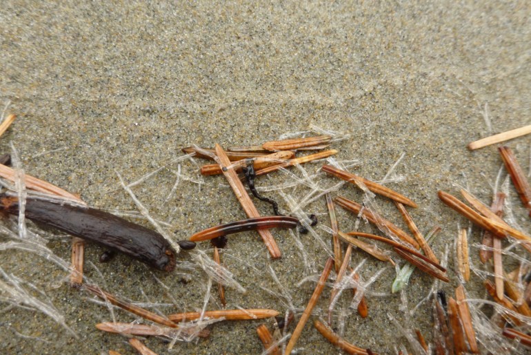 An accumulation of drifted cellophane tube worm casings (probably Spiochaetopterus costarum) and Sitka spruce needles rests on the sand.