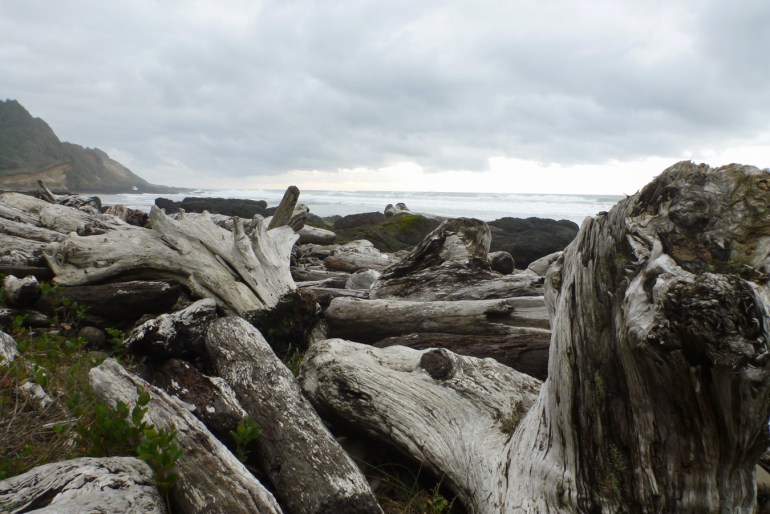 Big driftwood up on a back shore shelf.