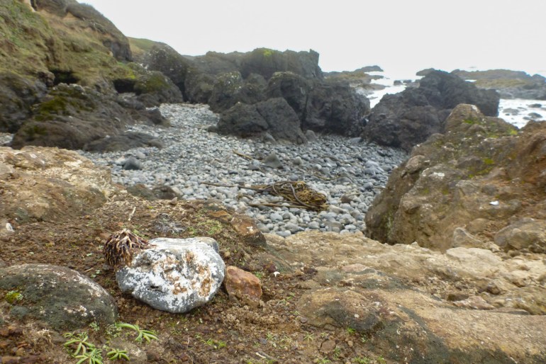 A basketball-sized cobble and attached bull kelp holdfast rest on a rocky shelf above the cobble zone.