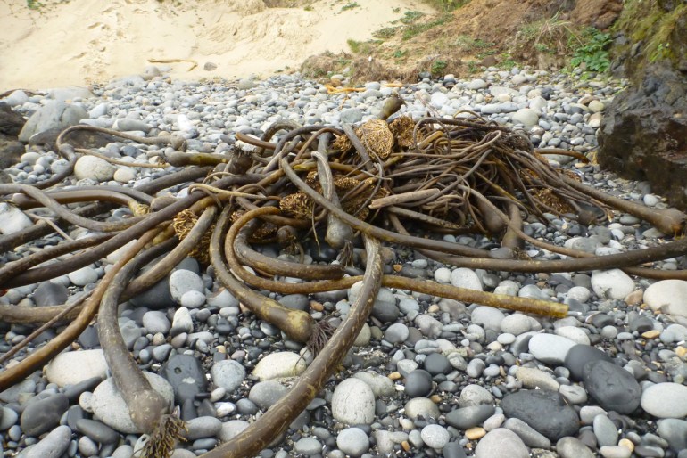 A mass of drifted bull kelp Nereocystis luetkeana stipes and holdfasts rests on the cobbles.