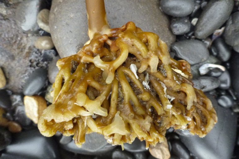 Closeup of a bull kelp Nereocystis luetkeana holdfast resting on the cobbles.
