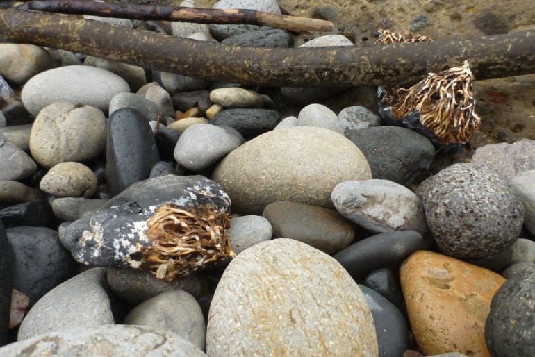 Among the cobbles, a couple in this scene have attached bull kelp Nereocystis luetkeana holdfasts indicating they have been dragged ashore by the kelp.
