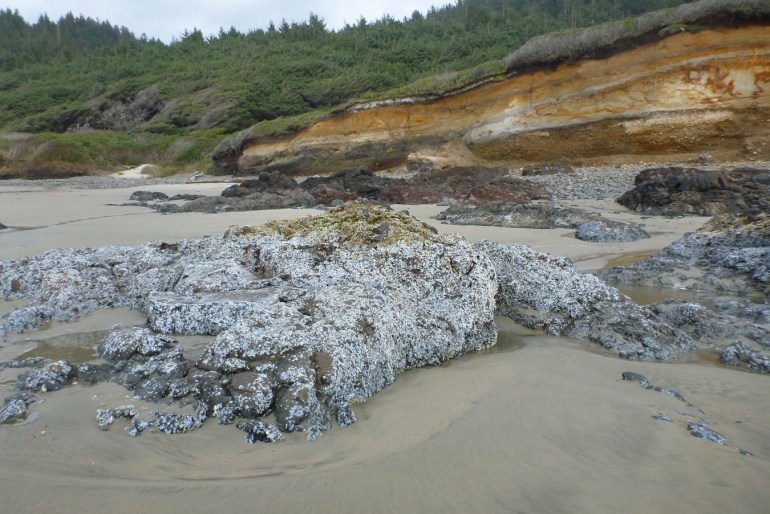 A bleached layer of dead acorn barnacles Balanus glandula on rocks now jutting from the sand.