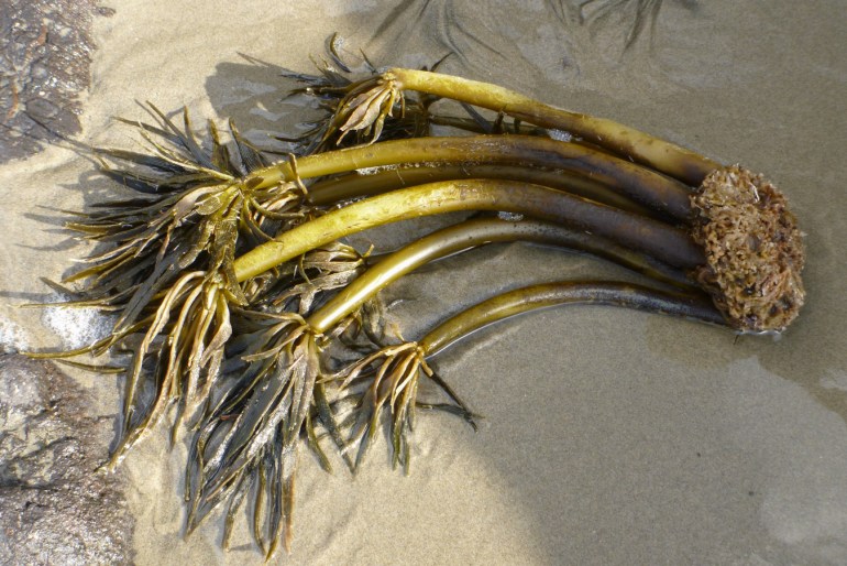 A detached and drifted sea palm Postelsia palmaeformis, including the holdfast, rests on the sand.