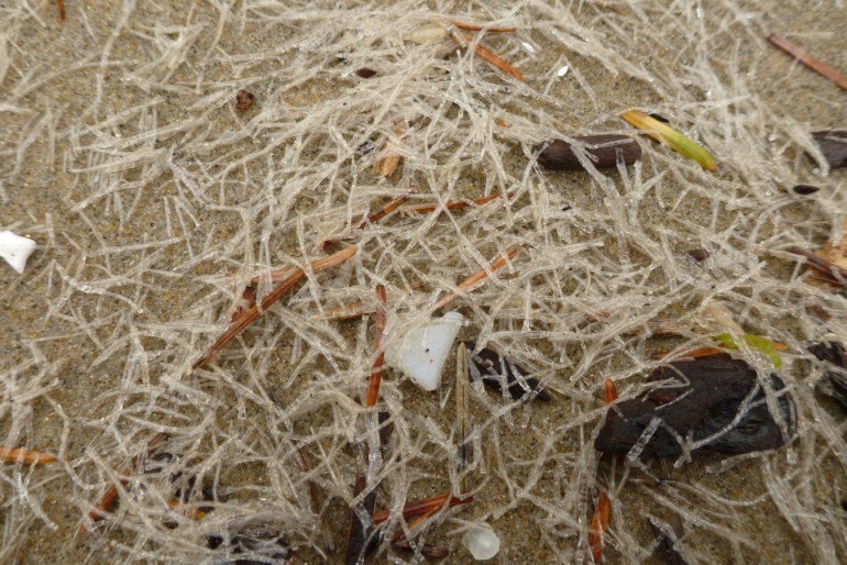 A drifted accumulation of cellophane tube worm casings, probably Spiochaetopterus costarum rests on the sand among a few plastic fragments and terrestrial plant material.
