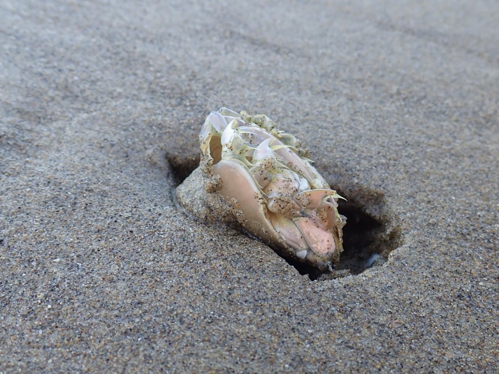 Closeup on a drifted Pacific mole crab Emerita analoga resting on the sand's surface.