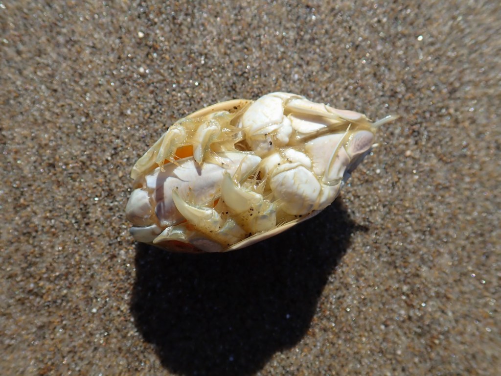 A staged closeup of a Pacific mole crab Emerita analoga washed free of sand and resting on the sand's surface. (View of the ventral surface.)