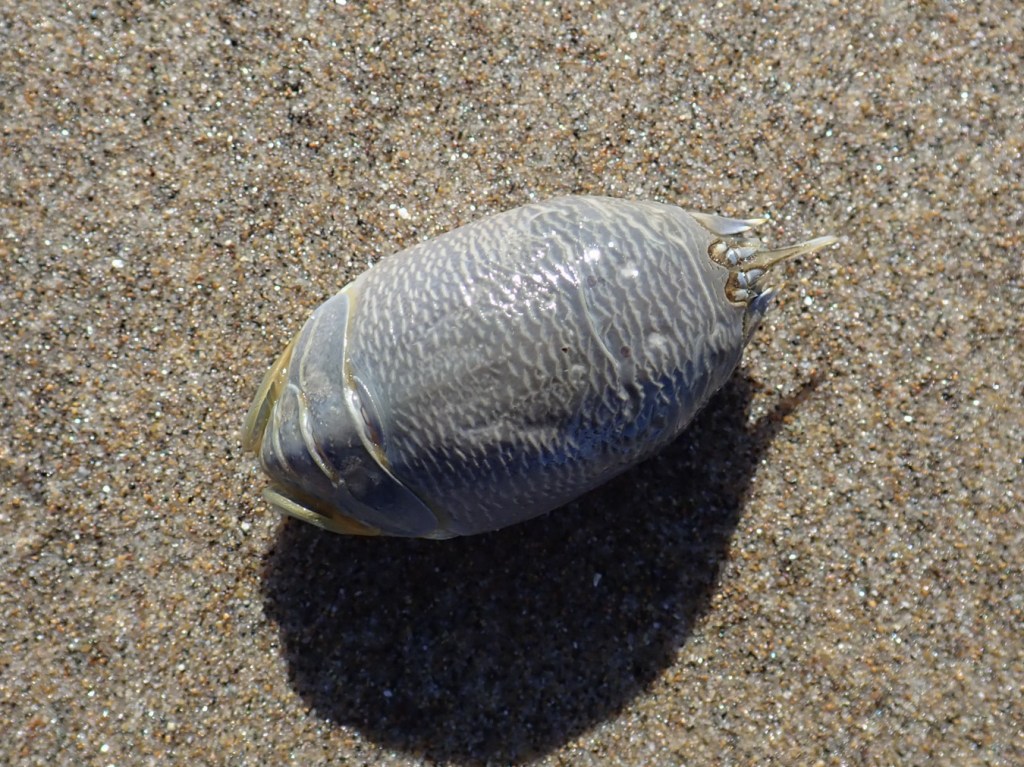 A staged closeup of a Pacific mole crab Emerita analoga washed free of sand and resting on the sand's surface. (View of the dorsal surface.)