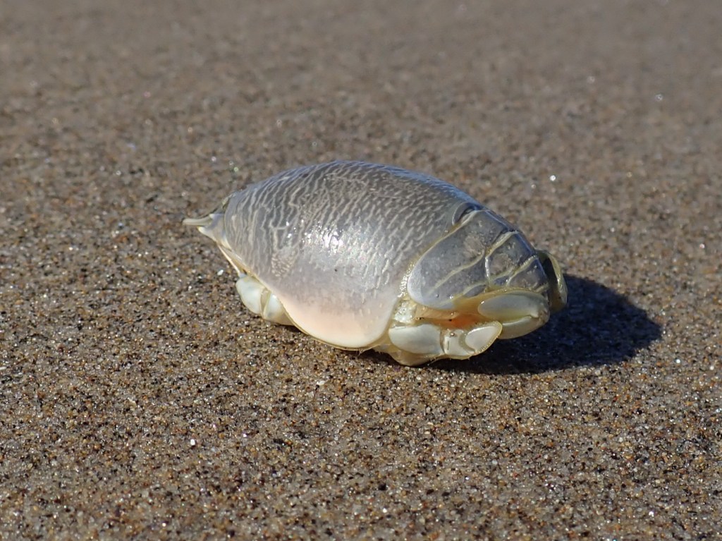 A staged closeup of a Pacific mole crab Emerita analoga washed free of sand and resting on the sand's surface. (Side view.)