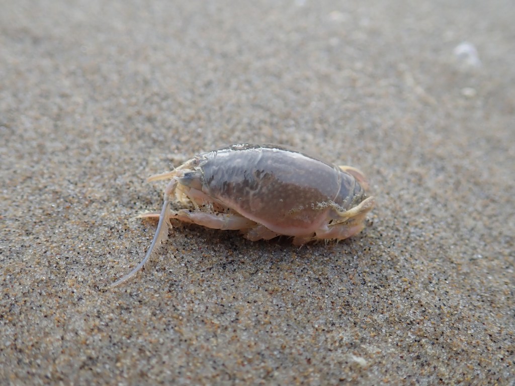 Closeup on a drifted Pacific mole crab Emerita analoga resting on the sand's surface.