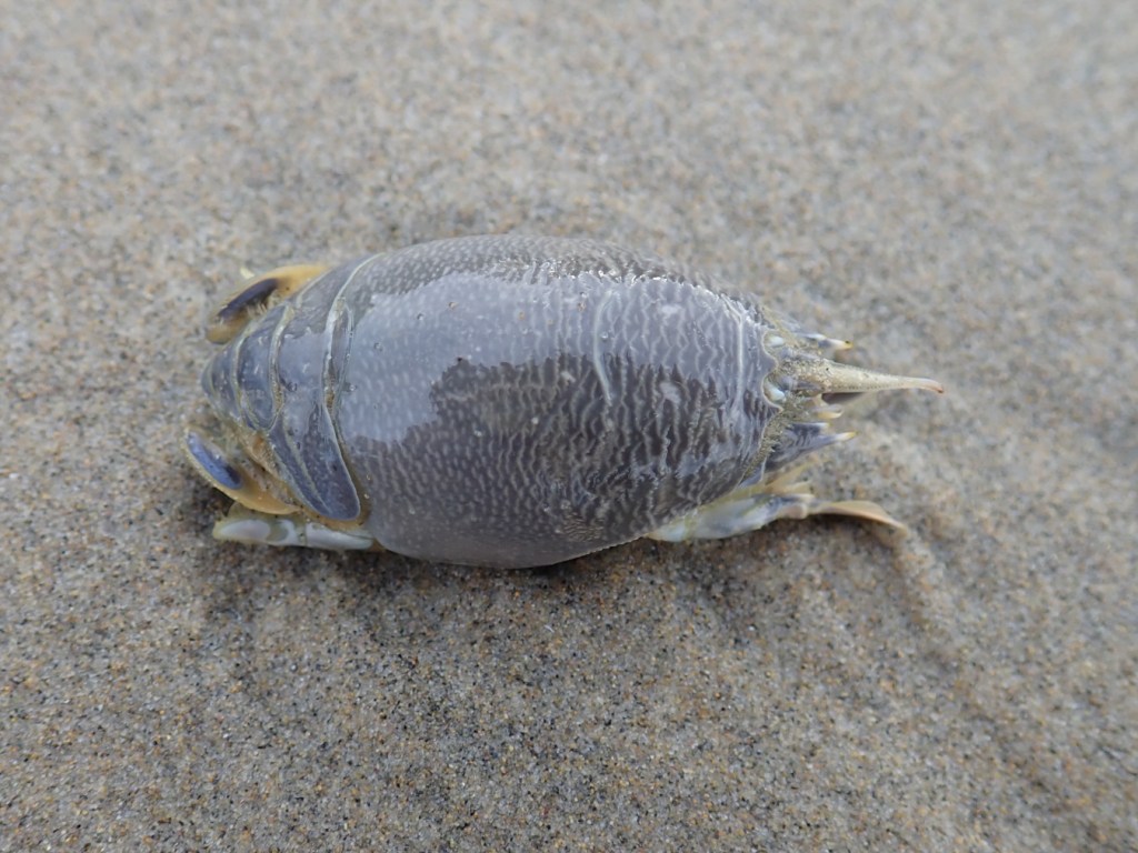 Closeup on a drifted Pacific mole crab Emerita analoga resting on the sand's surface.