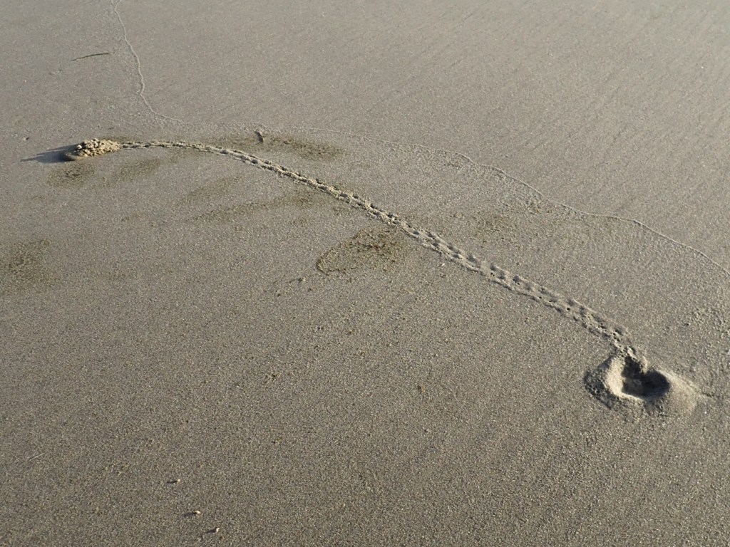 Tracks and shows from a single Pacific mole crab Emerita analoga on beach sand.