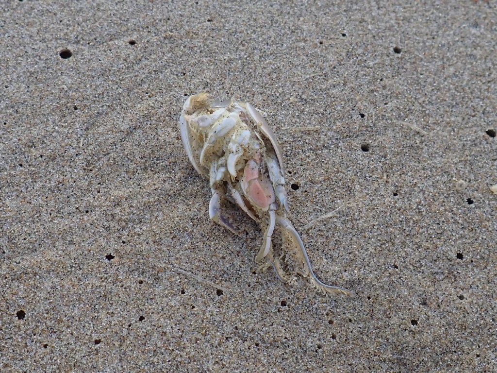 Closeup on a drifted Pacific mole crab Emerita analoga resting on the sand's surface.