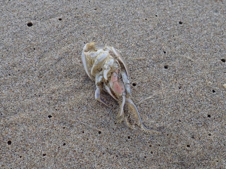 Closeup on a drifted Pacific mole crab Emerita analoga resting on the sand's surface.