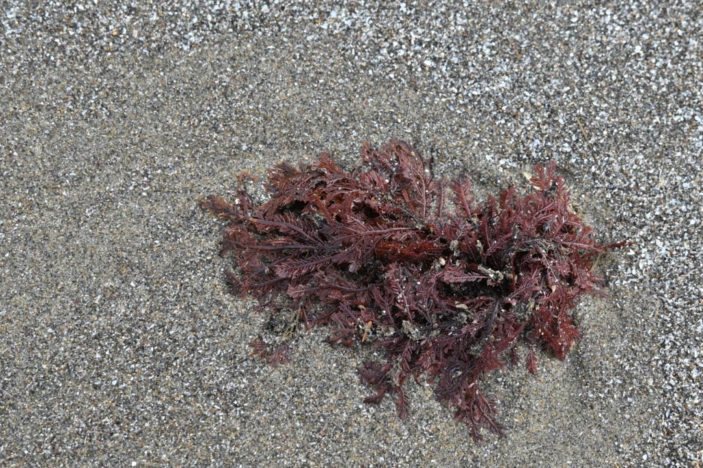Detached and drifted Ptilota rests on the sand.