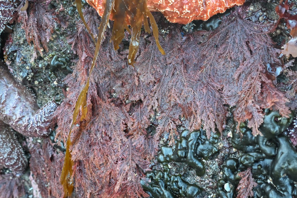 Ptilota draped down the side of a low intertidal rock alongside Codium setchellii.