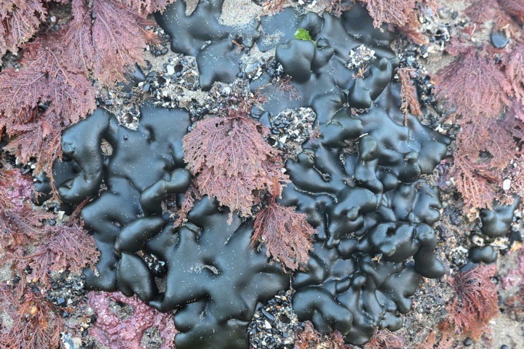 Ptilota intermingled with Codium setchellii, draped down the side of a low intertidal rock.