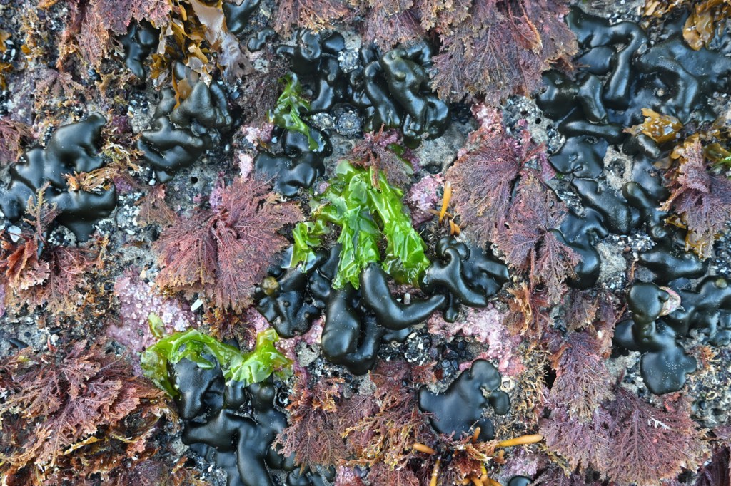 Ptilota intermingled with Codium setchellii and Ulva, among others, draped down the side of a low intertidal rock.