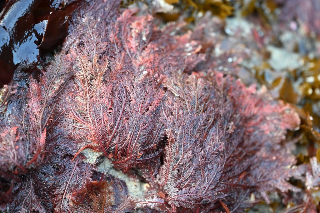 Closeup of Ptilota draped off the top of a low intertidal rock.