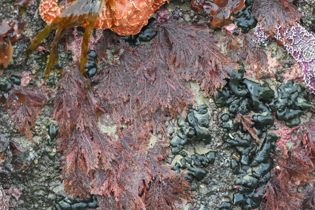 Ptilota draped down the side of a low intertidal rock alongside Codium setchellii.