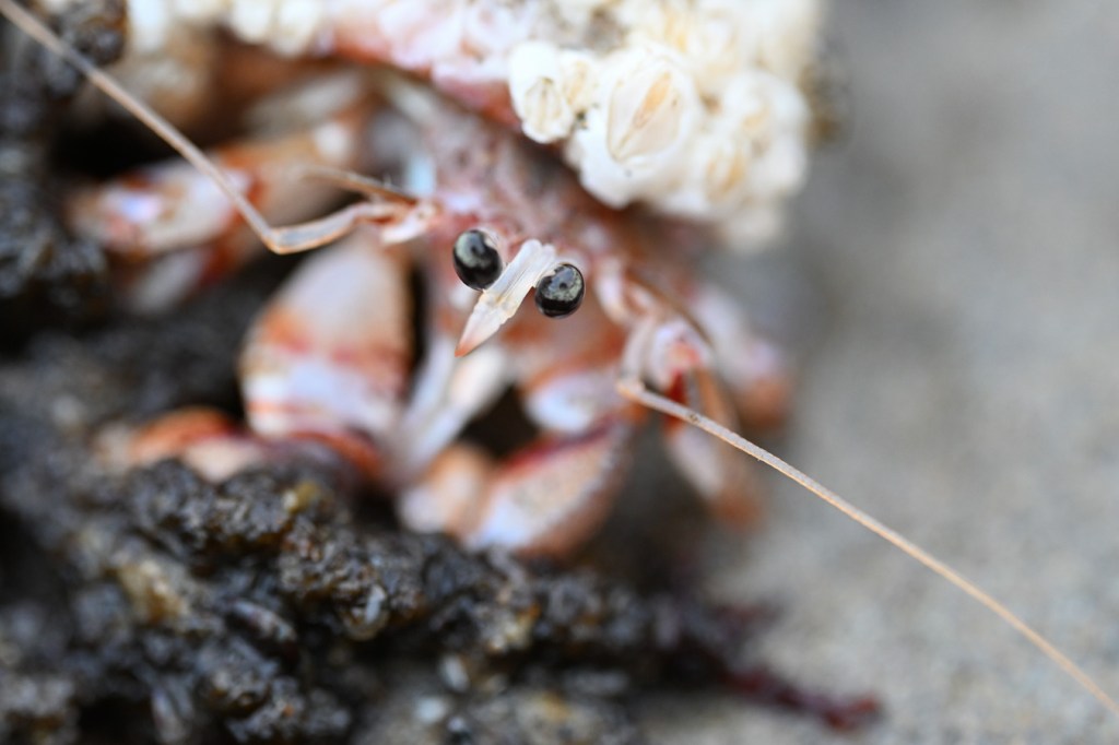 A closeup of the head of Pagurus armatus blackeyed hermit featuring its prominent almond-shaped black eyes.