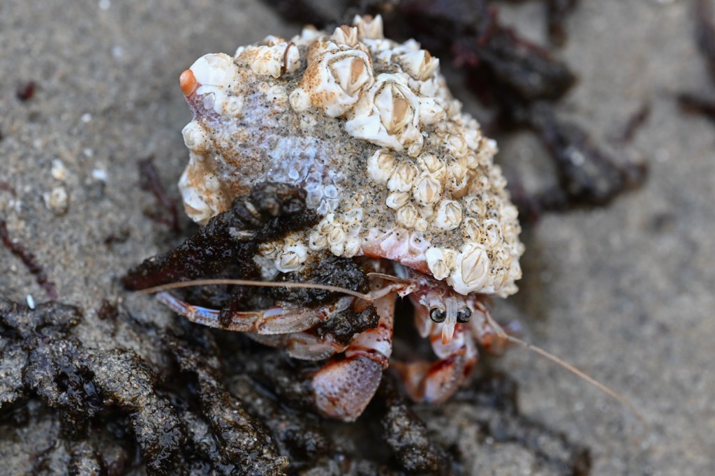 The head and legs of Pagurus armatus blackeyed hermit and its barnacle-covered home, the empty shell of Nassarius fossatus, the channeled basket snail.