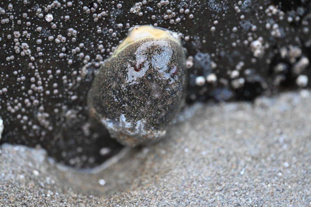 Closeup of an exposed mottled gray Acanthodoris nanaimoensis rufus-tipped dorid oriented head-up on a rock jutting out of the sand.