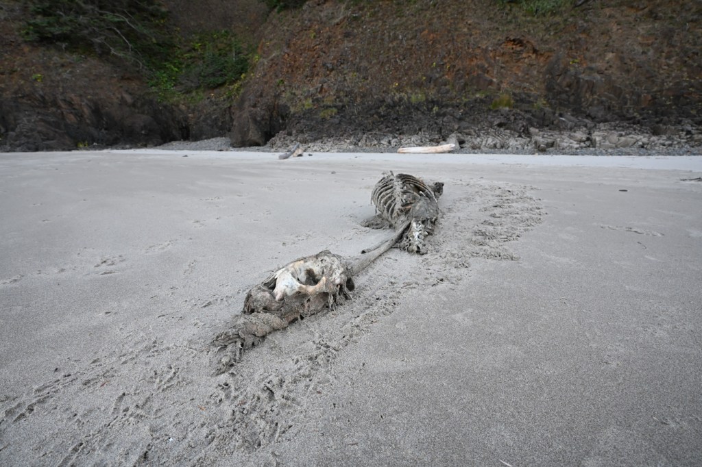 Scavenger tracks in the sand alongside a picked-over sea lion carcass reveal drag marks.