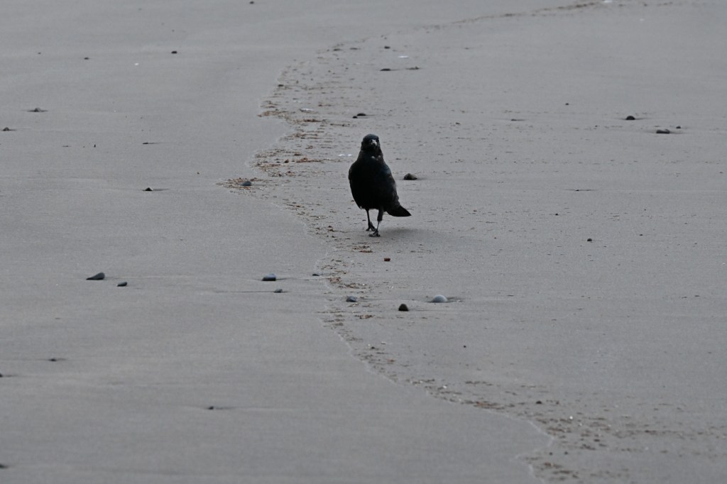 A juvenile American crow walking the drift line.