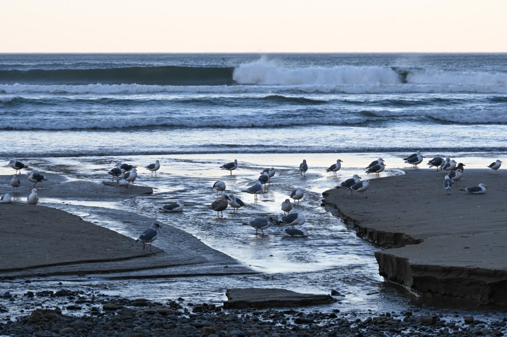 Gulls resting where a small freshwater stream meets the swash.