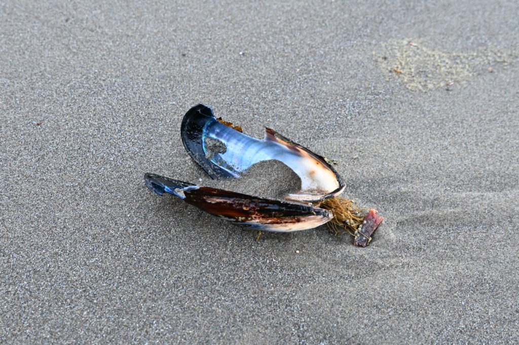 An empty and drifted Mytilus californianus California mussel shell, both valves, rests, interior surface exposed, on the beach.