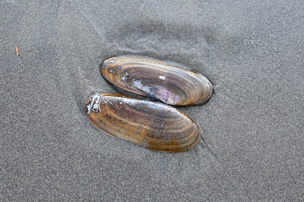 An empty and drifted Siliqua patula Pacific razor clam shell, both valves, rests open on the sand with the exterior surfaces exposed.