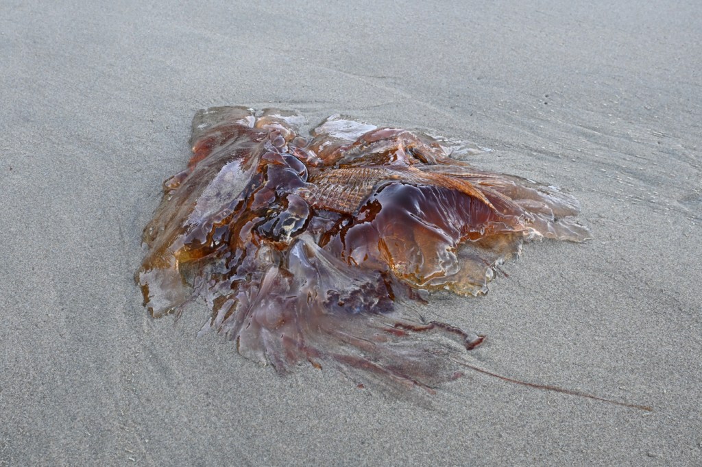 A drifted fragment of Cyanea capillata lion's mane jellyfish rests on the sand.