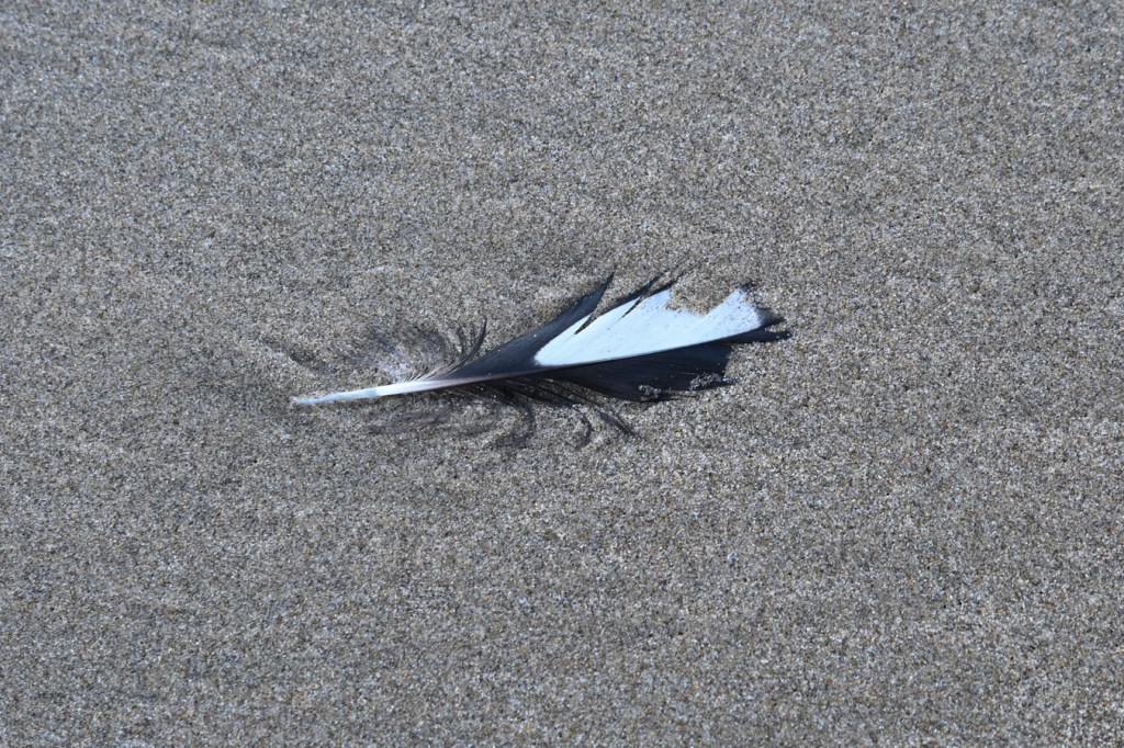 An unidentified black-and-white feather rests on the sand.