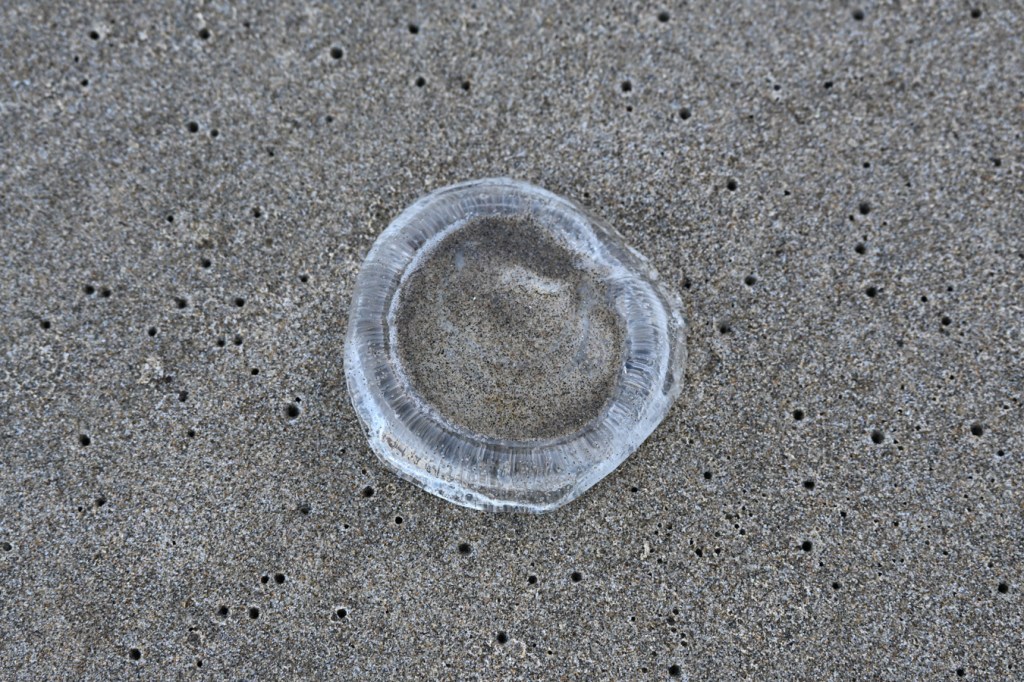 A beached Aequorea resting upside down on the sand.