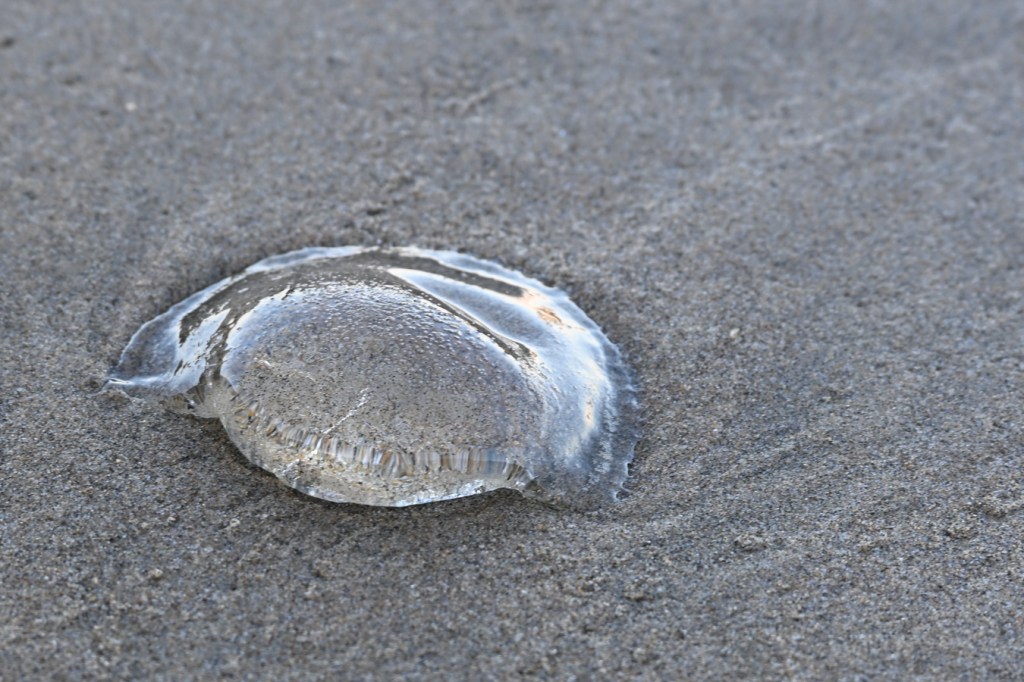 A beached Aequorea resting right-side up on the sand.