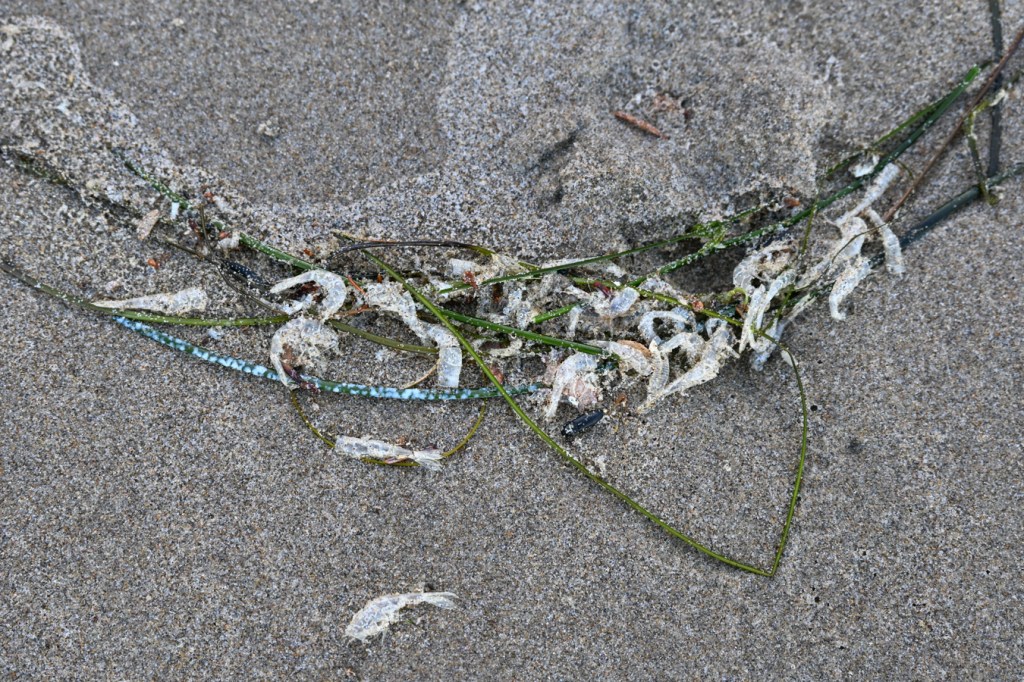 A few of drifted Phyllospadix surfgrass and abundant one-inch-long shrimp molts rest on the sand.