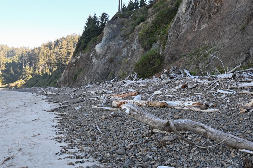 A beachscape featuring a zone of driftwood up in the cobbles.