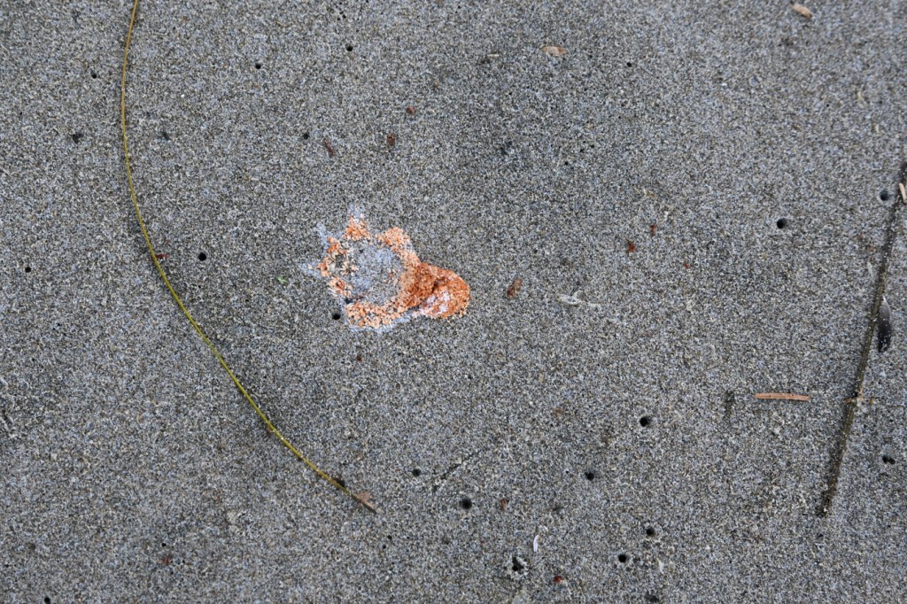 The bird poop is orange from a diet of crustacean eggs.