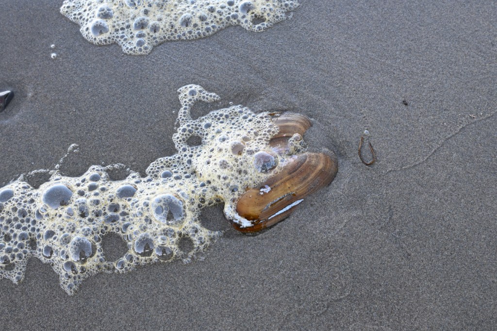 Siliqua patula Pacific razor clam shell, both valves, rests open on the sand with the exterior surfaces exposed, but partially obscured by sea foam.