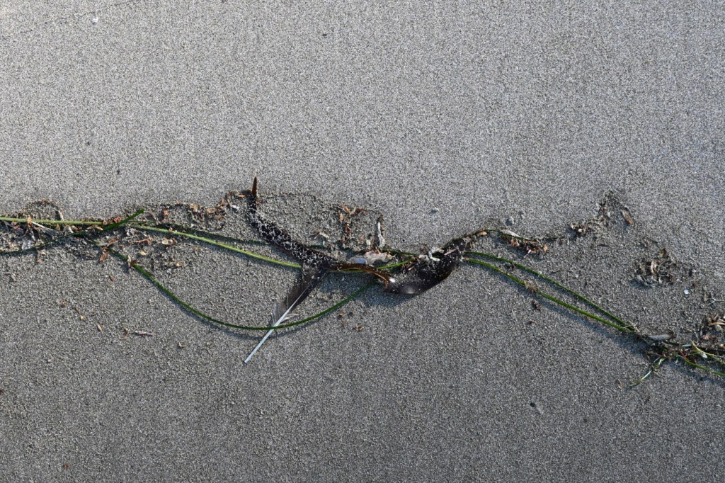 The undulating line between wet and dry sand at the tip top of the tide.