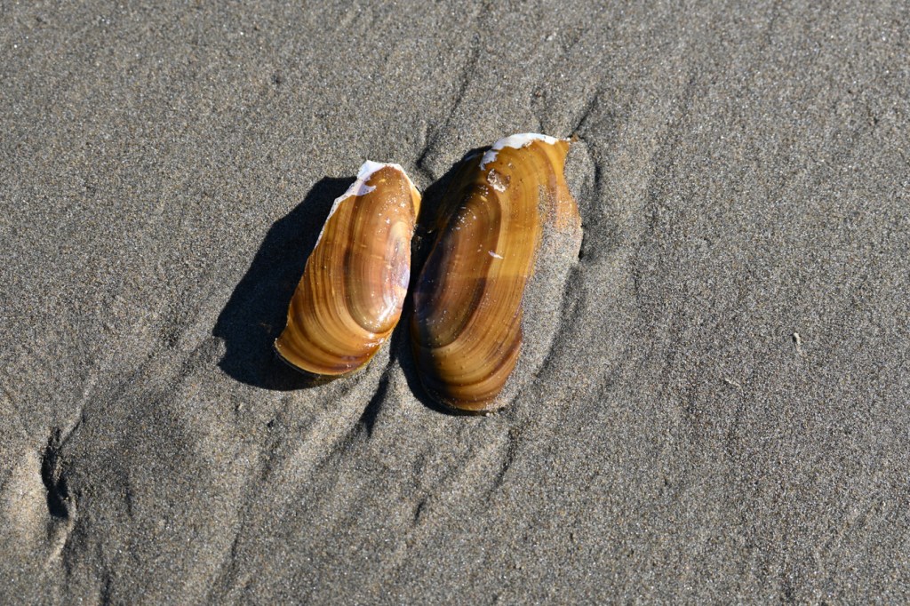 Siliqua patula Pacific razor clam shell, both valves, rests open on the sand with the exterior surfaces exposed.