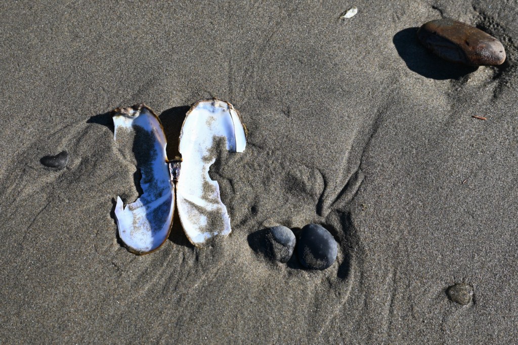 Siliqua patula Pacific razor clam shell, both valves, rests open on the sand with the interior surfaces exposed.