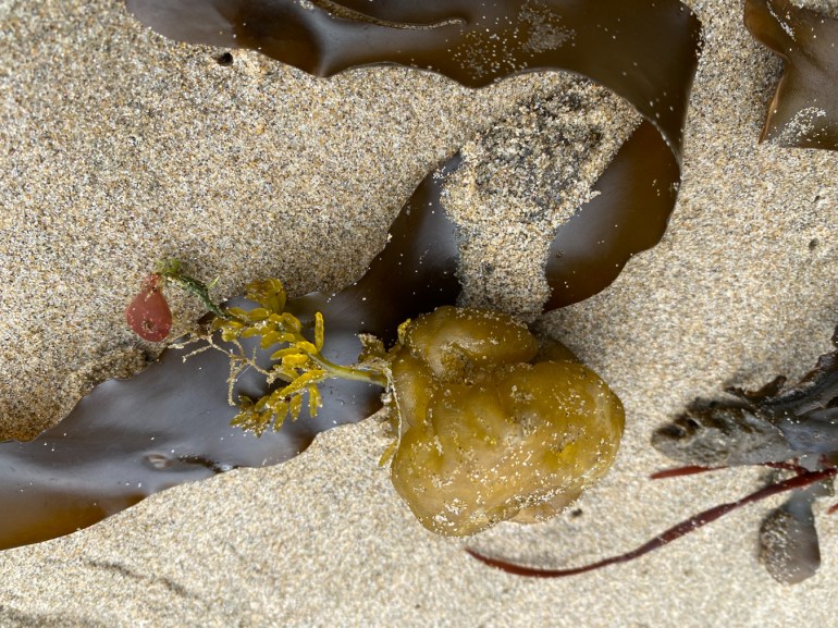 A small drifted specimen of Neogastroclonium along with a few other seaweeds rests on the sand.