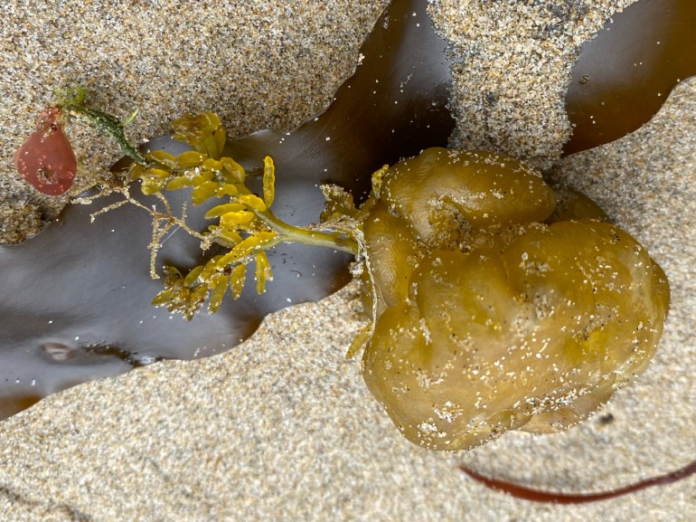 A small drifted specimen of Neogastroclonium along with a few other seaweeds rests on the sand.