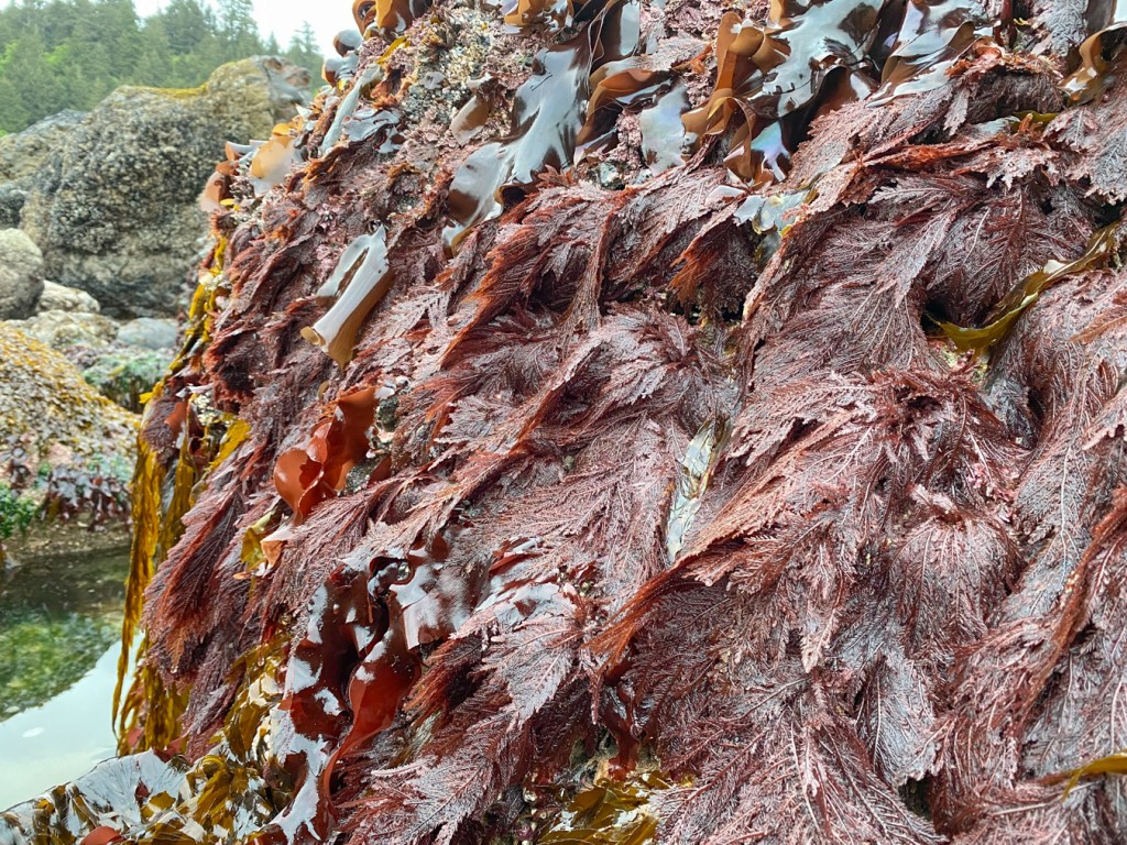 Ptilota on the side of a low intertidal rock. Mussel beds and forest beyond.
