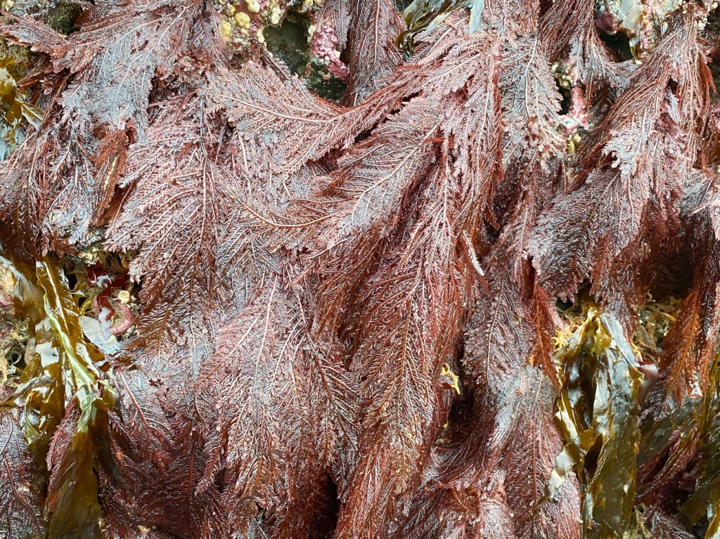 Closeup of Ptilota on the side of a low intertidal rock.